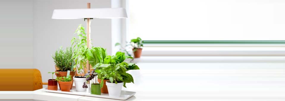 Green Light – Le cultivateur à fines herbes by Linda Bergroth