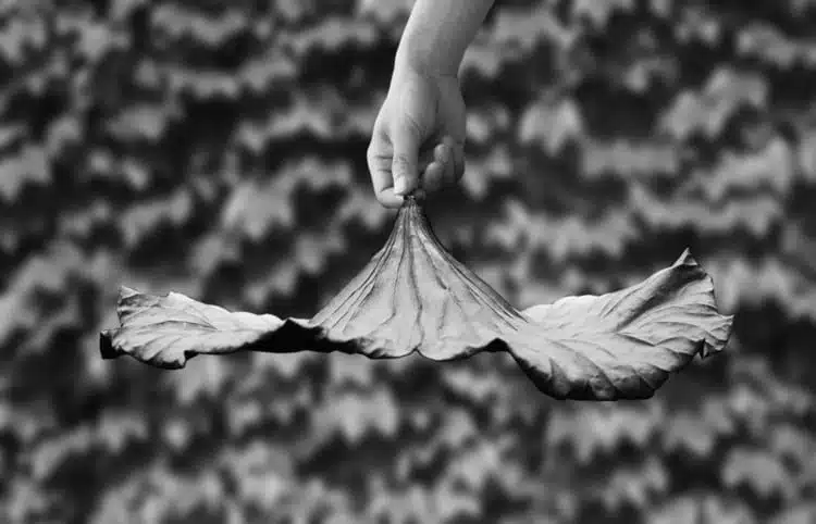 A lotus leaf - Le centre de table by Yung Ho Chang A lotus leaf - Le centre de table by Yung Ho Chang