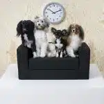LURVIG - IKEA dévoile une nouvelle collection de meubles pour animaux de compagnie