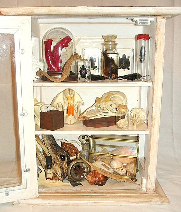 Agencer un cabinet de curiosités classique