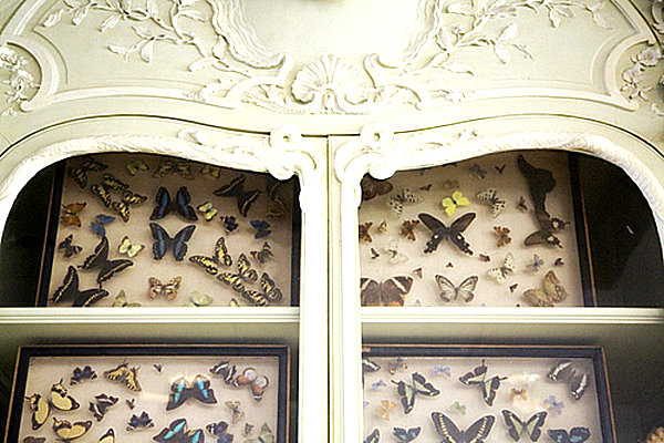  Agencer un cabinet de curiosités thématique 2