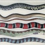 Décorer son cabinet de curiosités 4