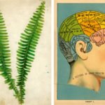 Décorer son cabinet de curiosités 6