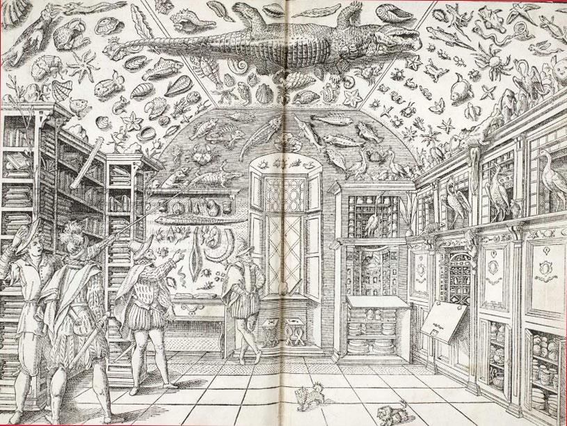 cabinet de curiosités, 1599 (Collection : American Museum of Natural History)