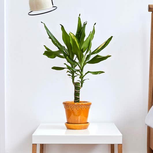 Dragonnier Dracaena Fragrans plante dépolluante Dragonnier Dracaena Fragrans plante dépolluante