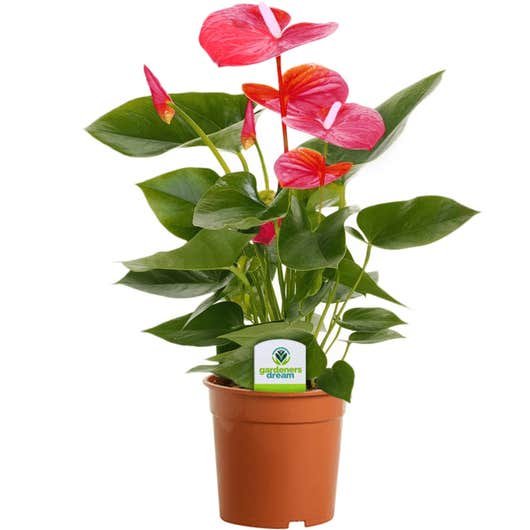 Feuille de dentelle (Anthurium) Feuille de dentelle (Anthurium)