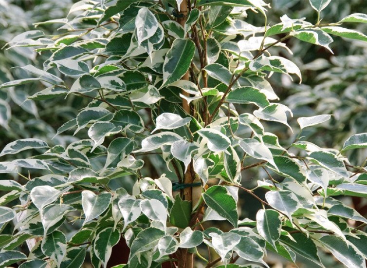 plantes dépolluantes Figuier pleureur Ficus Benjamina plantes dépolluantes Figuier pleureur Ficus Benjamina