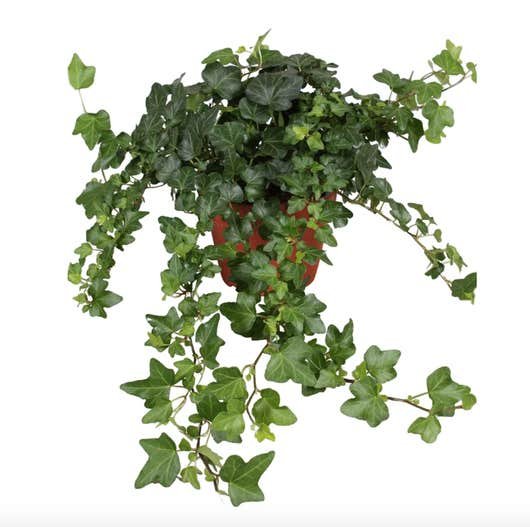 Lierre anglais Hedera Helix plantes dépolluantes Lierre anglais Hedera Helix plantes dépolluantes