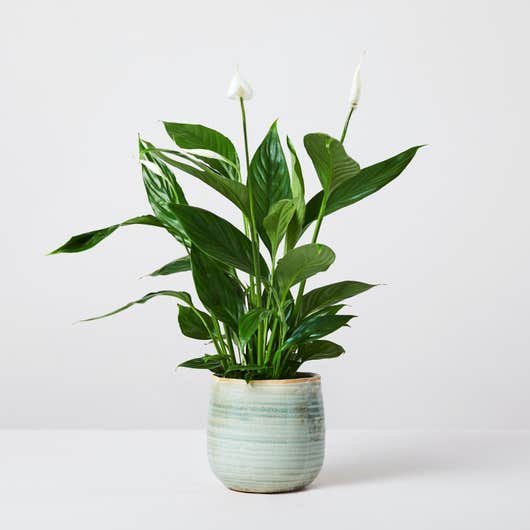 Lys de la paix Spathiphyllum Wallisii Lys de la paix Spathiphyllum Wallisii