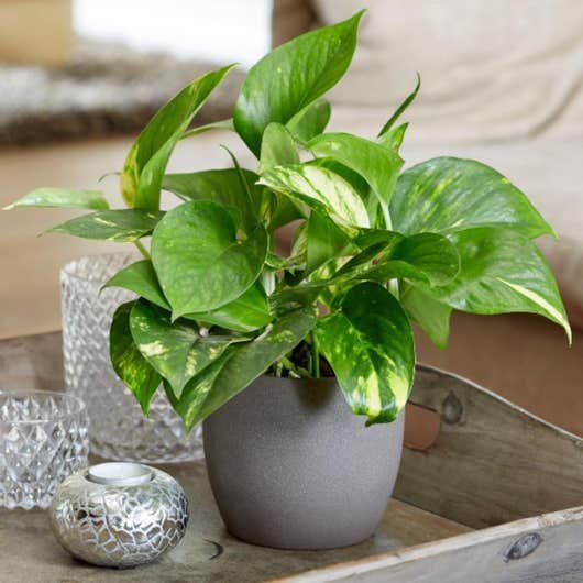 plantes dépolluantes Lierre du diable Golden Pothos plantes dépolluantes Lierre du diable Golden Pothos