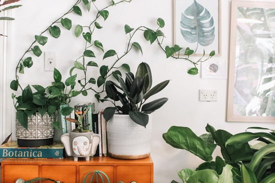 Les plantes d'intérieur vont vous aider à vous relaxer