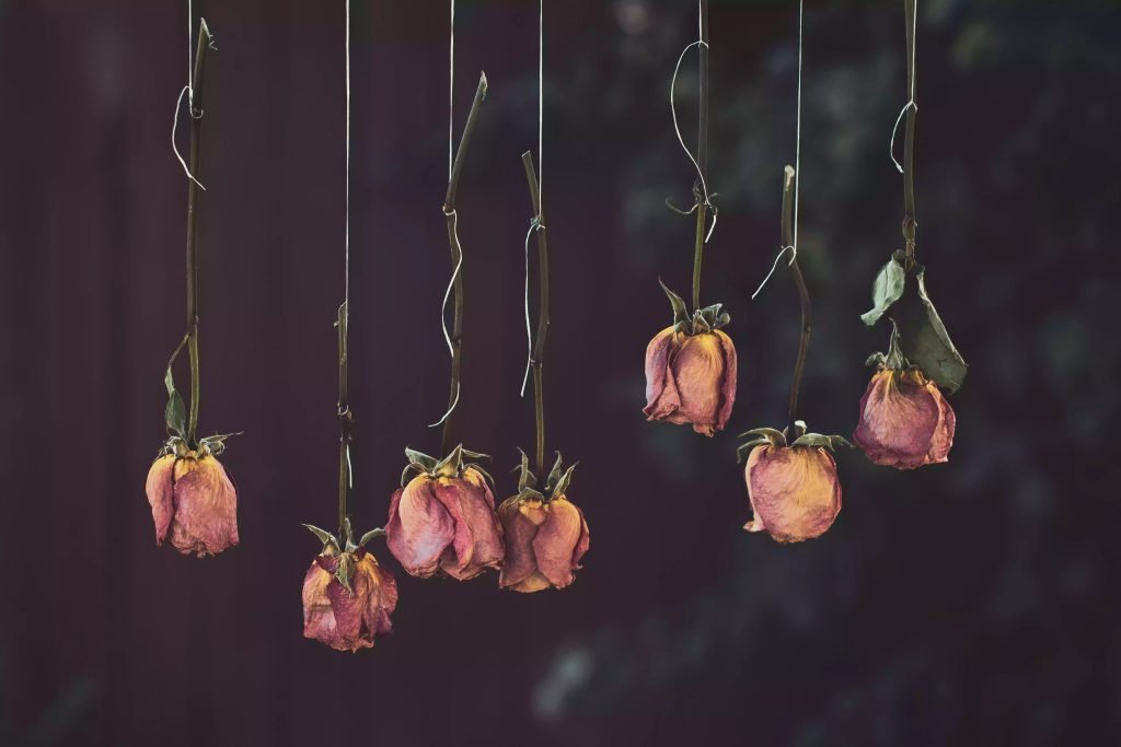 Fleurs et plantes séchées