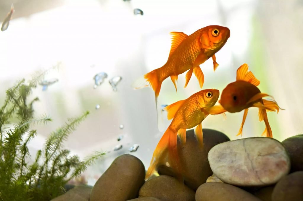 Les meilleurs emplacements pour les aquariums Feng Shui Les meilleurs emplacements pour les aquariums Feng Shui