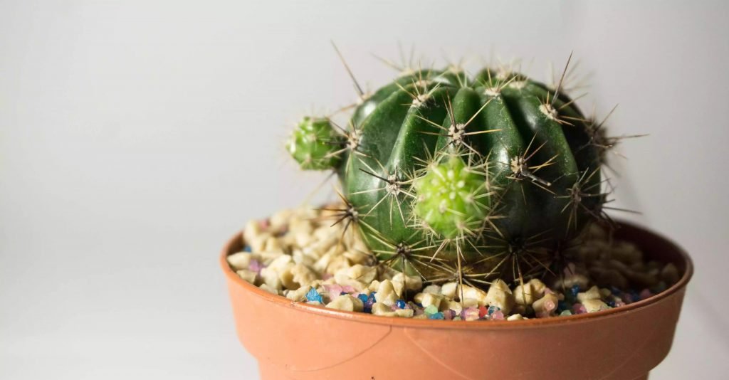 Plantes tranchantes épineuses ou pointues