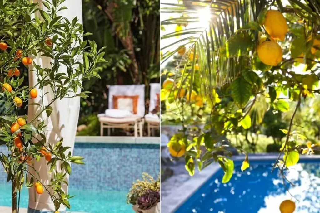 Décoration autour de la piscine avec des arbres fruitiers colorés Décoration autour de la piscine avec des arbres fruitiers colorés