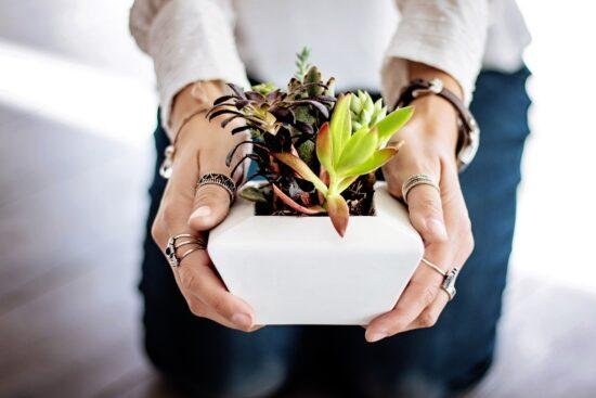 Pourquoi miser sur les succulentes naturelles pour la décoration intérieure