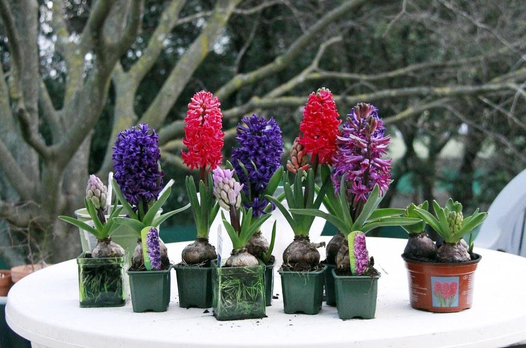 bulbes de fleurs incontournables pour votre jardin au Printemps