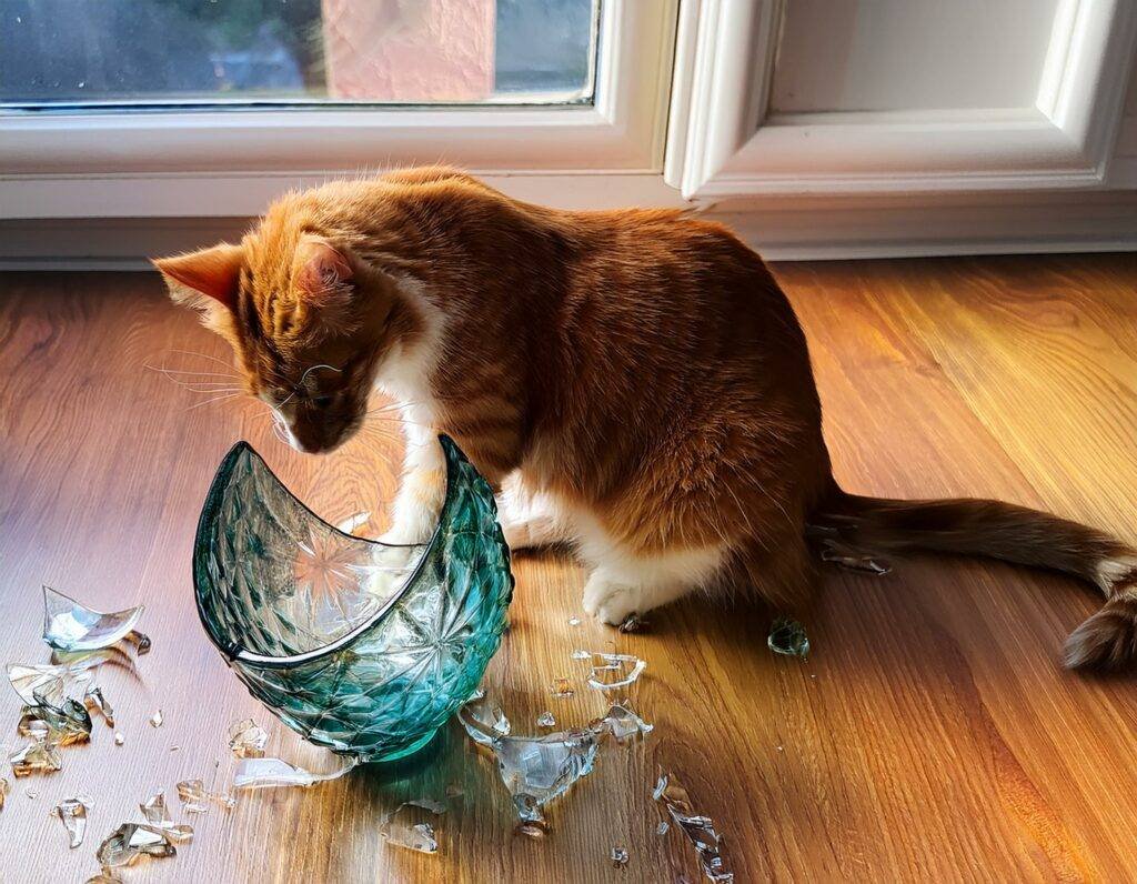 Mon chat a fait tomber un vase en cristal de Murano Mon chat a fait tomber un vase en cristal de Murano
